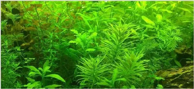 鱼缸净化的植物 | 三农知识