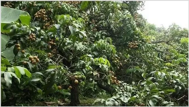 龙眼的种植技术注意要点 | 生活常识