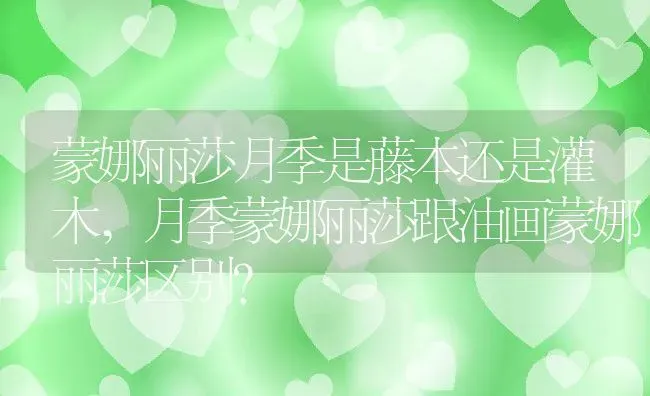 蒙娜丽莎月季是藤本还是灌木,月季蒙娜丽莎跟油画蒙娜丽莎区别？ | 养殖科普