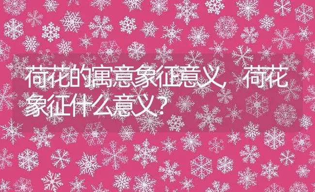 荷花的寓意象征意义,荷花象征什么意义？ | 养殖科普
