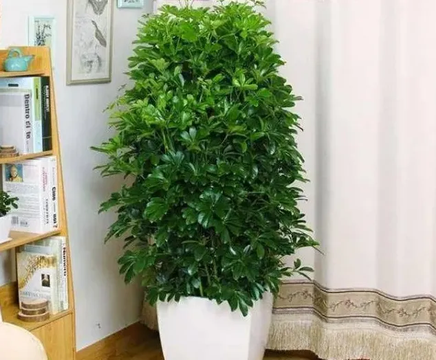 适合客厅养的绿植有哪些,2021客厅十大绿植 竹？