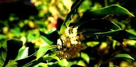 桂花有多少种品种,四季桂花有多少品种？