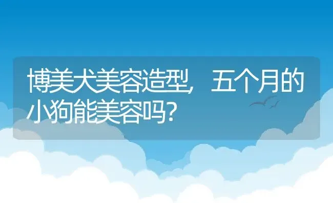 博美犬美容造型,五个月的小狗能美容吗？ | 养殖学堂