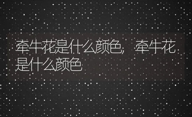 牵牛花是什么颜色,牵牛花是什么颜色 | 养殖科普