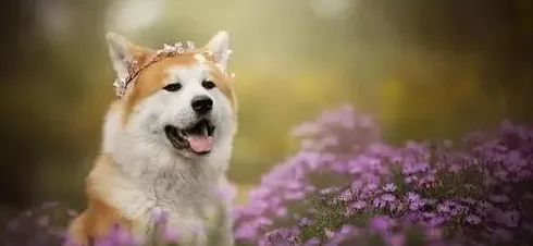 建议穷人养的10种狗,建议穷人养的10种小型犬博美