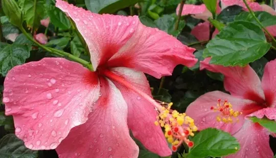 朱槿和扶桑花是一种花吗,朱槿和扶桑区别？