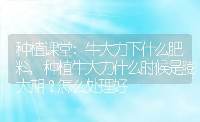种植课堂:牛大力下什么肥料,种植牛大力什么时候是膨大期？怎么处理好 | 养殖学堂