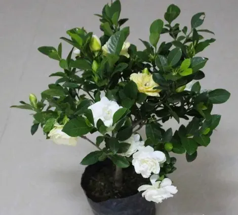 栀子花怎么养才能开花,冬季 如何让大叶栀子花开花？