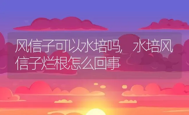 风信子可以水培吗,水培风信子烂根怎么回事 | 养殖科普