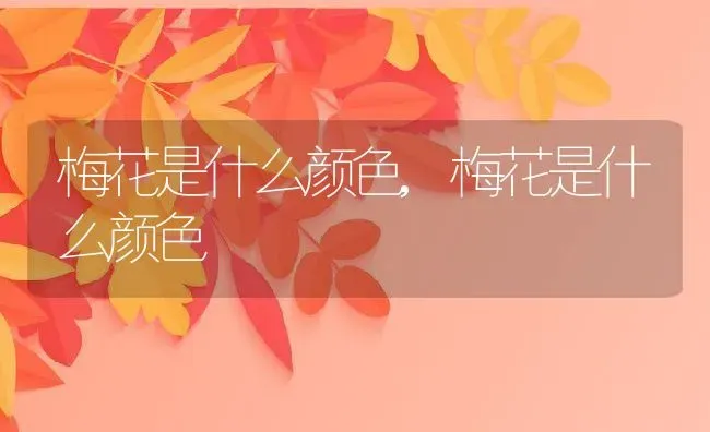 梅花是什么颜色,梅花是什么颜色 | 养殖学堂