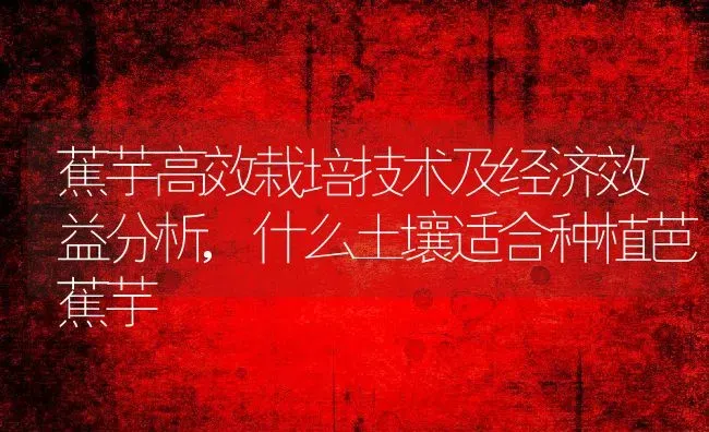 蕉芋高效栽培技术及经济效益分析,什么土壤适合种植芭蕉芋 | 养殖学堂