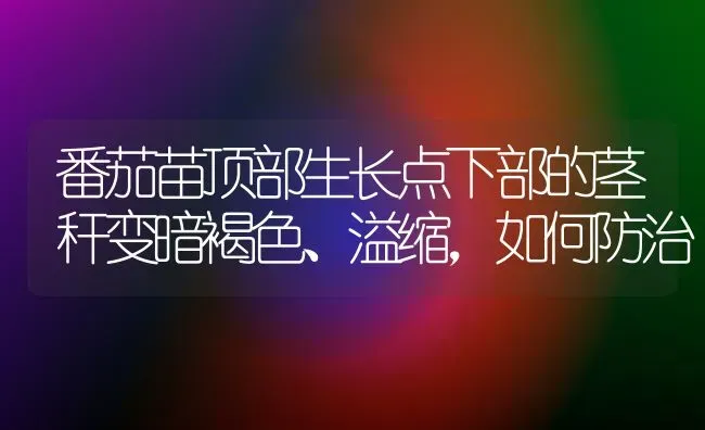 番茄苗顶部生长点下部的茎秆变暗褐色、溢缩,如何防治 | 养殖技术大全