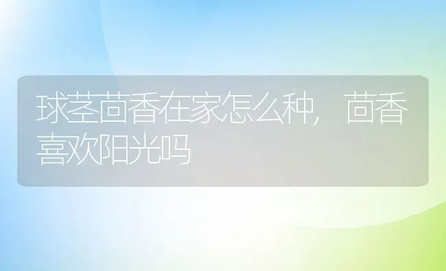 球茎茴香在家怎么种,茴香喜欢阳光吗 | 养殖学堂