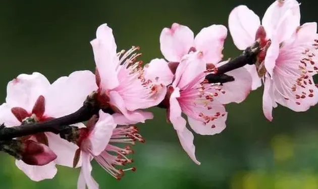 桃花的样子,颜色,气味,其他,桃花的气味？