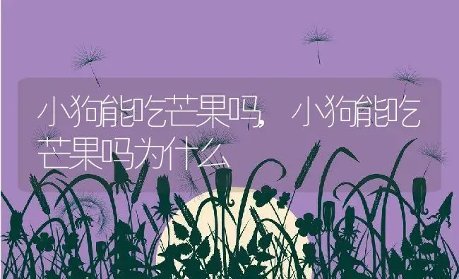 小狗能吃芒果吗,小狗能吃芒果吗为什么 | 养殖科普