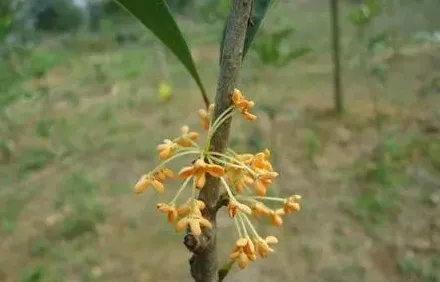 桂花有多少种品种,四季桂花有多少品种？