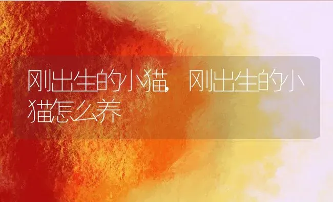 刚出生的小猫,刚出生的小猫怎么养 | 养殖科普