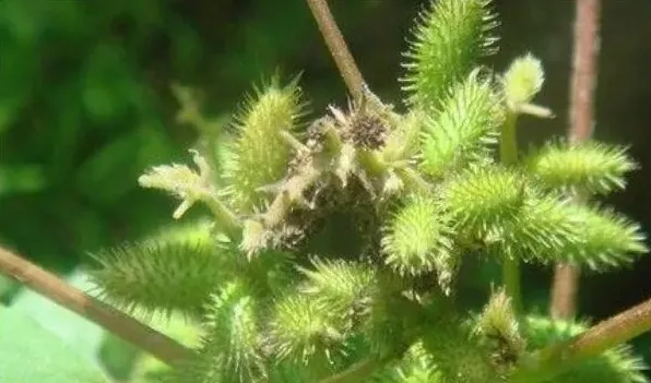 野生苍耳草什么功效 | 农广天地