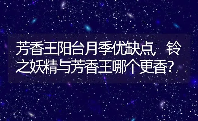 芳香王阳台月季优缺点,铃之妖精与芳香王哪个更香？ | 养殖科普