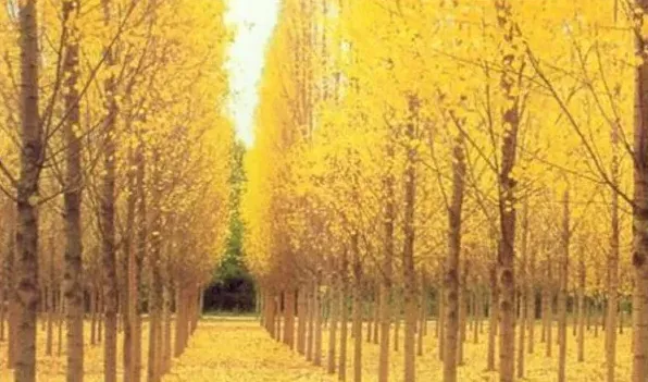 黄金枫叶子不黄什么原因 | 妙招大全