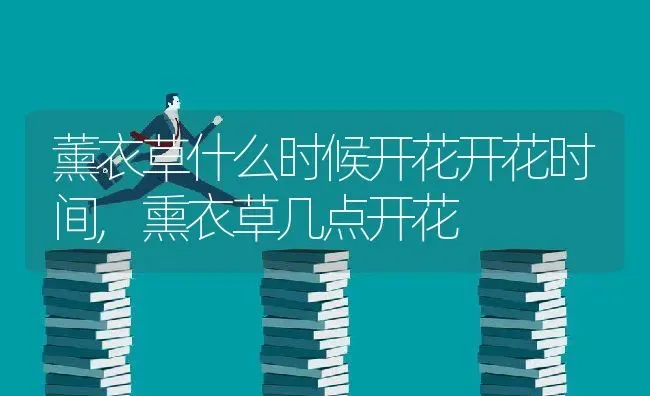 薰衣草什么时候开花开花时间,熏衣草几点开花 | 养殖学堂