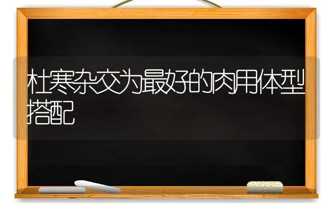 杜寒杂交为最好的肉用体型搭配 | 养殖技术大全