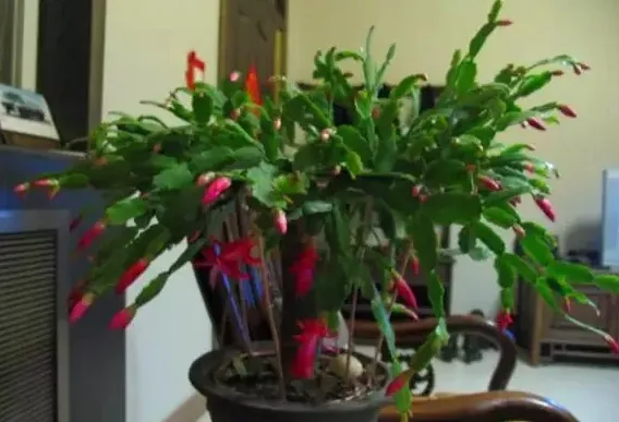 蟹爪兰不开花的原因,蟹爪兰不开花的原因和解决的办法？