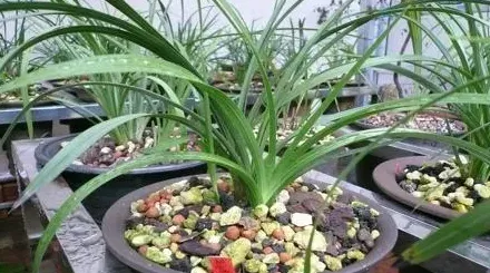 兰花种植用什么土最好,兰花土怎么配？