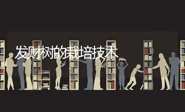 发财树的栽培技术 | 养殖知识