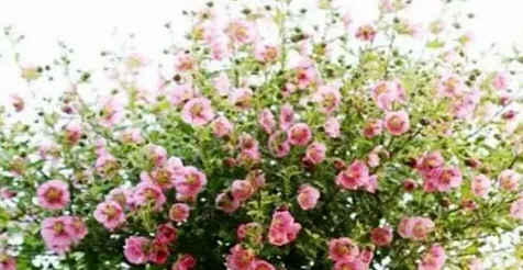 盆栽木槿花怎么养,家庭盆栽木槿花怎么养？