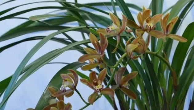 兰花种植用什么土最好,兰花土怎么配？