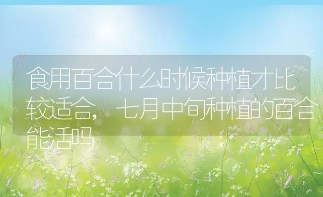 食用百合什么时候种植才比较适合,七月中旬种植的百合能活吗 | 养殖学堂