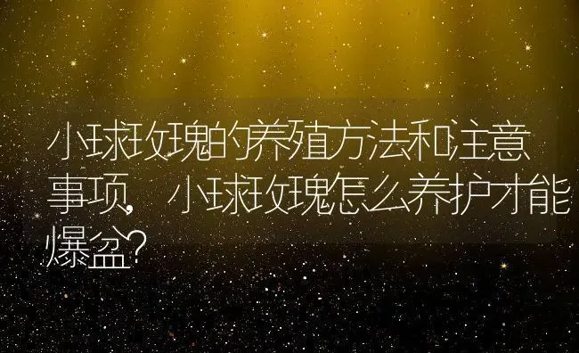 小球玫瑰的养殖方法和注意事项,小球玫瑰怎么养护才能爆盆？ | 养殖科普