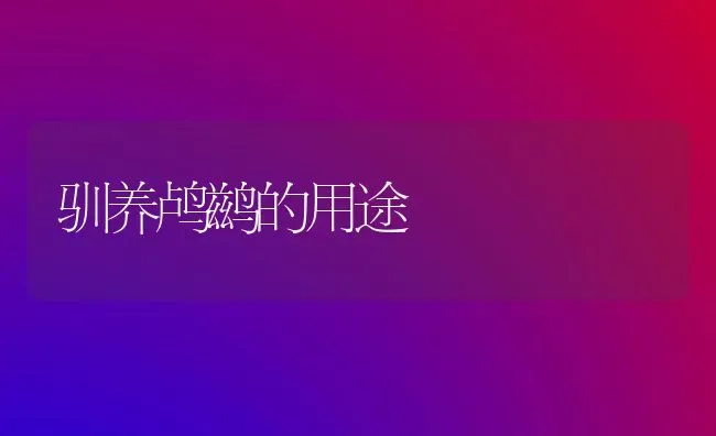 驯养鸬鹚的用途 | 养殖知识