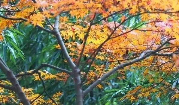 黄金枫叶子不黄什么原因 | 妙招大全