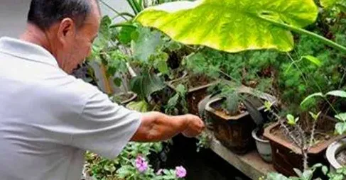 盆栽木槿花怎么养,家庭盆栽木槿花怎么养？