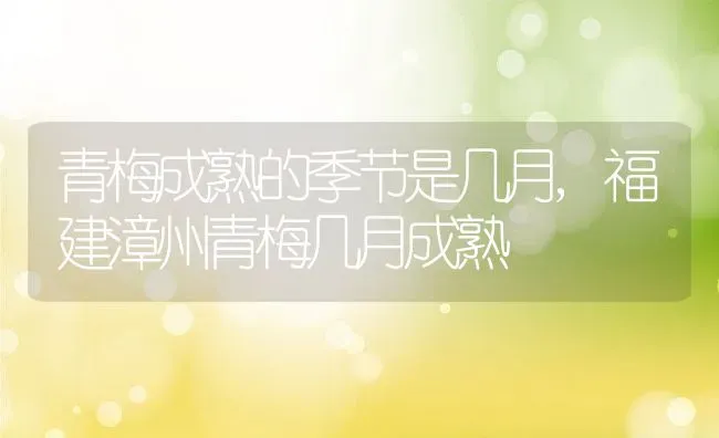 青梅成熟的季节是几月,福建漳州青梅几月成熟 | 养殖科普