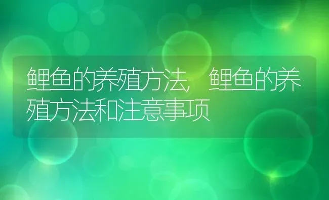 鲤鱼的养殖方法,鲤鱼的养殖方法和注意事项 | 养殖科普