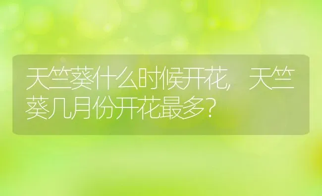 天竺葵什么时候开花,天竺葵几月份开花最多？ | 养殖学堂
