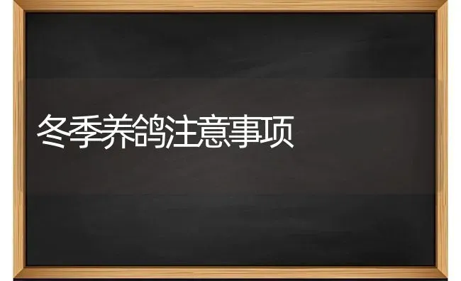 冬季养鸽注意事项 | 养殖技术大全