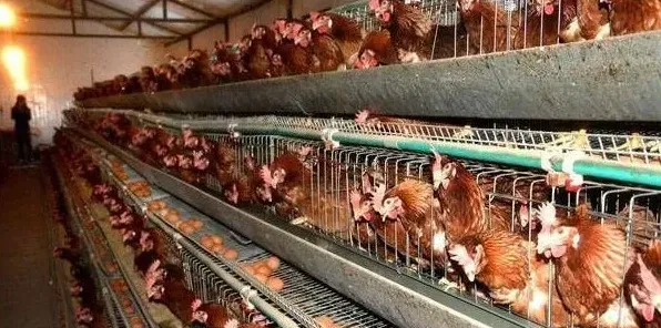 蛋鸡传染性喉气管炎的症状表现怎样?如何进行预防和治疗 | 生活常识