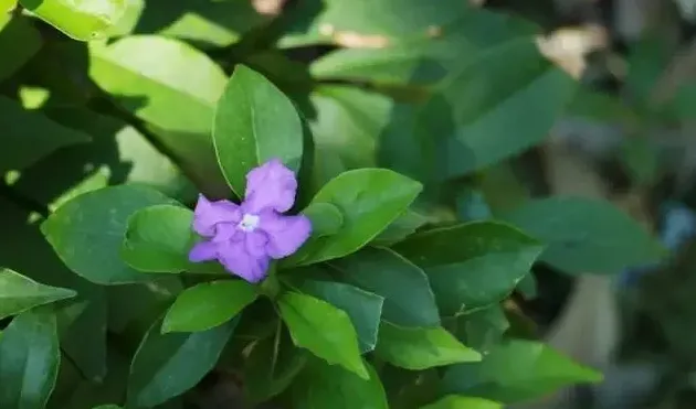 鸳鸯茉莉有毒吗,鸳鸯茉莉的优缺点？