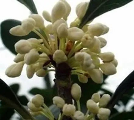 桂花有多少种品种,四季桂花有多少品种？