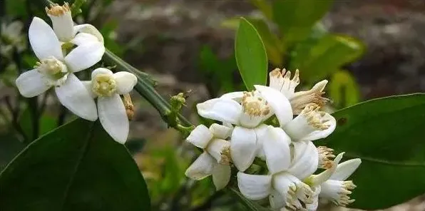 柑橘如何促芽促花促果？ | 农广天地