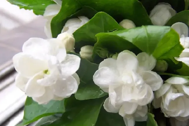 栀子花和茉莉花哪个更香,桂花茉莉哪个香味最好？