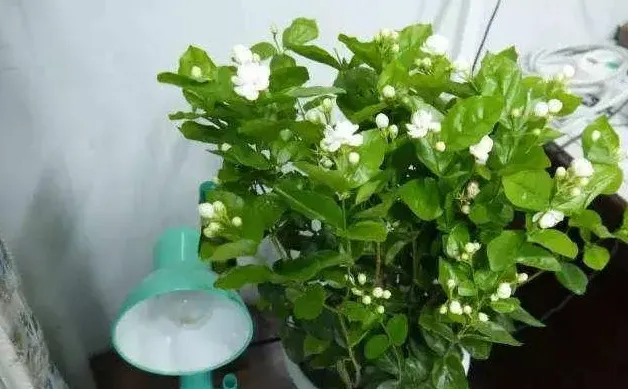 茉莉花适合在室内养吗,茉莉花可以放在室内养吗？