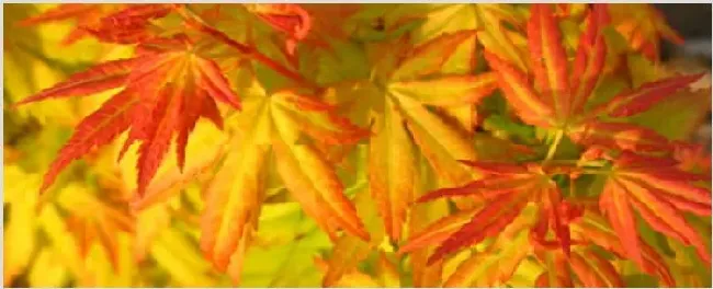 黄金枫叶子不黄什么原因 | 妙招大全