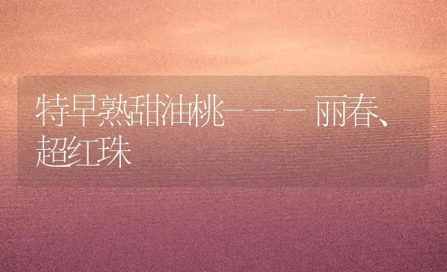 特早熟甜油桃---丽春、超红珠 | 养殖技术大全