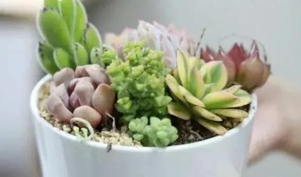 多肉补光灯危害 | 生活妙招