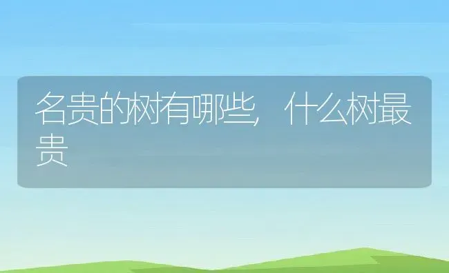 名贵的树有哪些,什么树最贵 | 养殖学堂